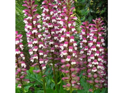 vyr 123 Acanthus Mollis