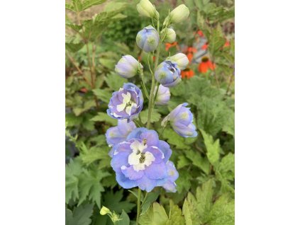 Ostrožka ´Magic Fountains Sky Blue'  Delphinium Magic Fountains   Sky Blue´