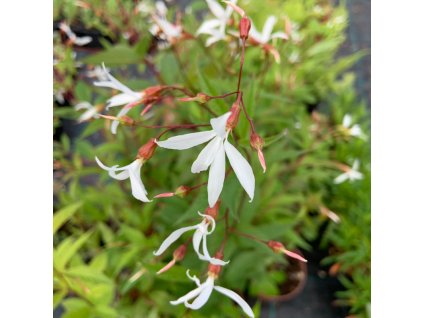 vyr 724 gillenia trifoliata
