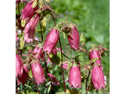 vyr 239 Campanula punctata f rubriflora