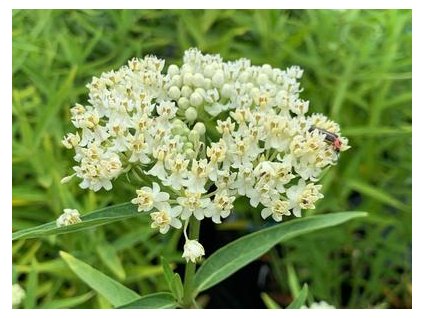 vyr 193 Asclepias incarnata Ice Ballet Klejicha