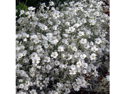 vyr 249 Cerastium tomentosum Silver Carpet