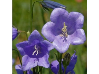 vyr 625 campanula persicifolia caerulea