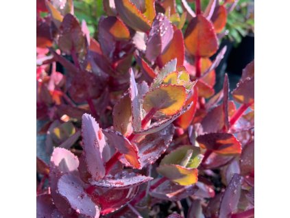 vyr 718 sedum Cherry cocolate