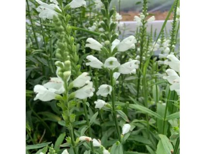 vyr 908 Physostegia Crystal Peek