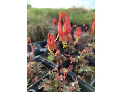 Orlíček kanadský 'Little Lanterns'  Aquilegia canadensis 'Little Lanterns'