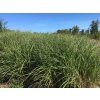vyrp11 200Miscanthus Grosse Fontane