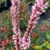 Rdesno 'Rosea'  Persicaria amplexicaulis 'Rosea'
