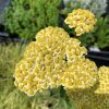 vyrp11 746Achillea millefolium Summer Fruits Lemon 1