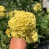 vyr 746 Achillea millefolium Summer Fruits Lemon