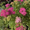 Řebříček obecný 'Cerise Queen'  Achillea millefolium 'Cerise Queen'