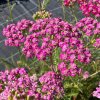 Řebříček obecný 'Cerise Queen'  Achillea millefolium 'Cerise Queen'