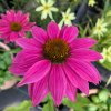 vyrp11 631Echinacea purpurea PowWow Wild Berry 3 jpg