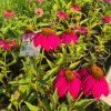 vyr 631 Echinacea purpurea PowWow Wild Berry2