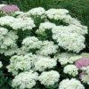 vyr 615 sedum stardust