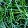 vyr 606 carex irish green