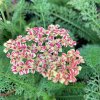 vyr 702 Achillea millefolium Desert Eve Deep Rose