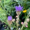vyrp11 242Catananche caerulea2 jpg