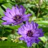 vyr 242 Catananche caerulea1 jpg