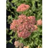 Řebříček obecný  'Lachsschonheit'  Achillea millefolium  'Lachsschonheit'