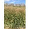 Ozdobnice čínská "Adagio"  Miscanthus sinensis "Adagio"