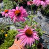 vyr 761 echinacea Bright rose jpg