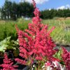 vyr 288 Astilbe Astary Rose Red Shades