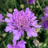 vyr 578 scabiosa Flutt Deep Blue
