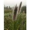 Dochan psárkovitý "Moudry"  Pennisetum alopecuroides ´Moudry´
