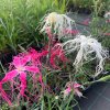 vyr 742 Dianthus Dancing Geisha