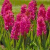 vyr 434 Hyacinthus Jan Bos