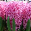 vyr 435 Hyacinthus Pink Pearl