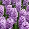 vyr 437 Hyacinthus Splendid Cornelia