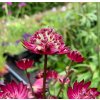 16093 755 vyrp11 680astrantia ruby cloud 3 jpg