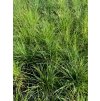 vyrp11 590festuca ametystina