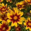 vyr 581 coreopsis Golden Stardust