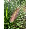 vyr 658 Pennisetum Red Head