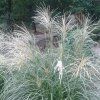 vyr 808 Miscanthus Herman Mussel