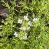 Mateřídouška časná 'Albiflorus'  Thymus praecox 'Albiflorus'