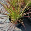 vyrp11 605pennisetum burgundy bunny