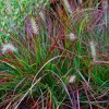 vyr 605 pennisetum burgundy bunny