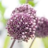 vyr 445 Allium Summer Drummer