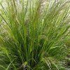 vyr 349 Deschampsia cespitosa Pixie Fountain