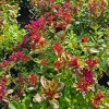 vyrp11 745Sedum Surrender Red2