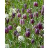 vyr 524 Fritillaria meleagris