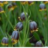 vyr 525 Fritillaria michailovskyi 2