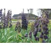 vyr 527 Fritillaria persica 16