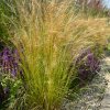 Kavyl péřovitý "Pony Tails"  Stipa tenuissima "Pony Tails"