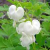 vyr 859 Dicentra spectabilis Alba