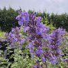 vyr 860 IMG 7516